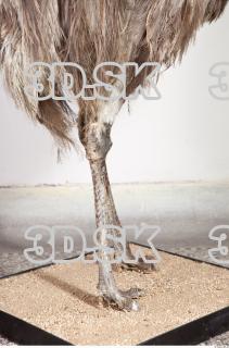 Emus leg photo reference 0064